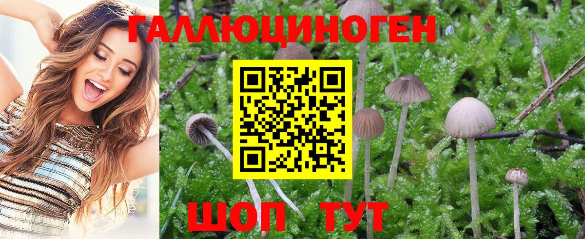 Галлюциногенные грибы Psilocybe Борисоглебск